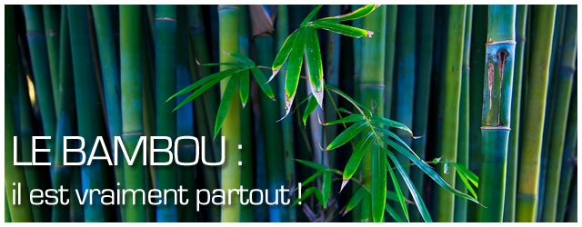 Le bambou: il est vraiment partout !